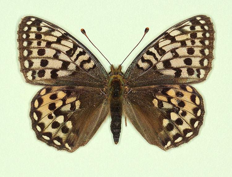Argynnis aglaja female (aberrant form pallida) (Internet Image property of respective owner, non-commercial use only)
